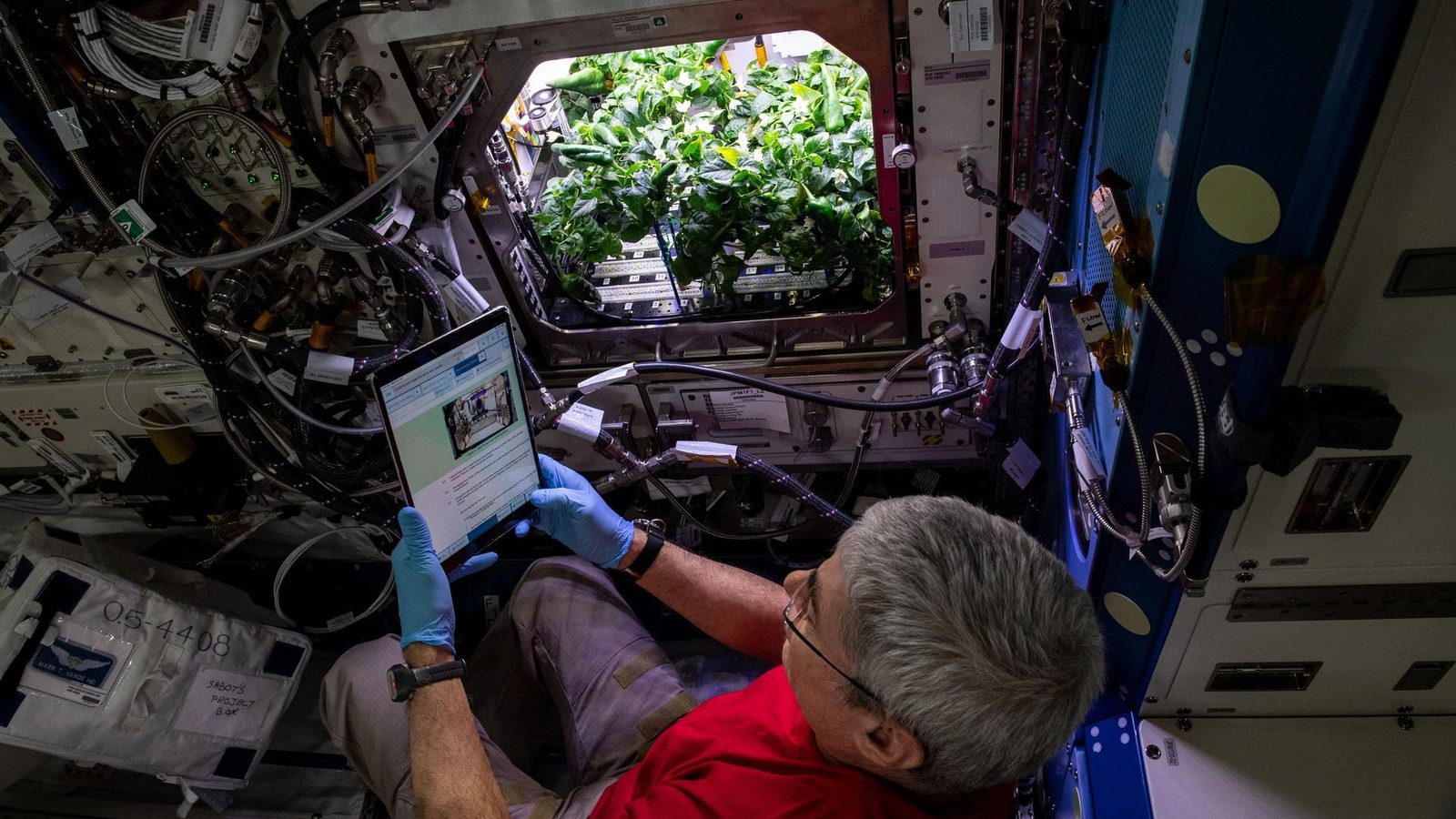 Astronotlar Uluslararası Uzay İstasyonunda Yenilebilir Bitkileri Nasıl Yetiştiriyor?