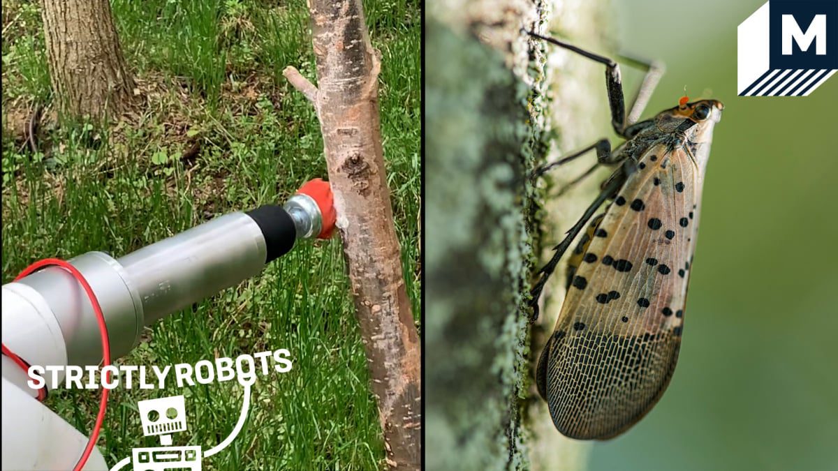 Benekli Lanternfly yumurtalarını avlamak ve yok etmek için yapılmış robot