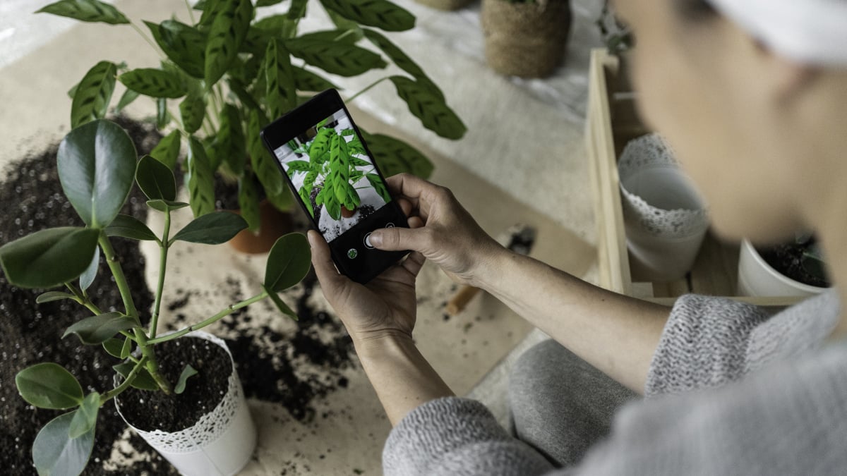 Bu iOS uygulamasıyla 15 ABD Doları karşılığında bir bitki uzmanı olun